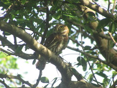 Glaucidium brasilianum