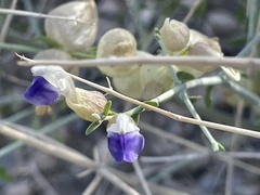 Scutellaria mexicana