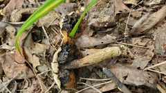 Leccinellum griseum