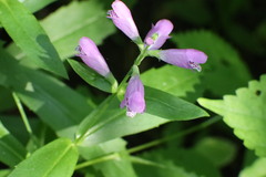 Physostegia