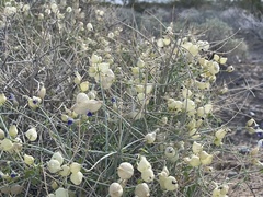 Scutellaria mexicana