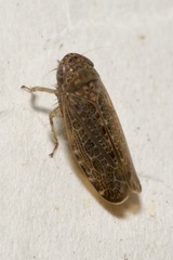 Allygus communis