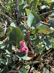 Amelanchier alnifolia