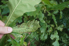 Neuroterus quercusverrucarum