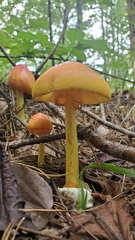 Amanita jacksonii