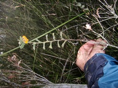 Hermannia salviifolia
