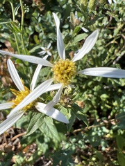 Eucephalus engelmannii