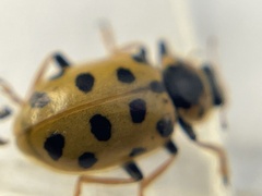 Hippodamia tredecimpunctata