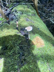 Lactocollybia