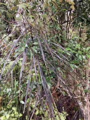 Pseudopanax crassifolius