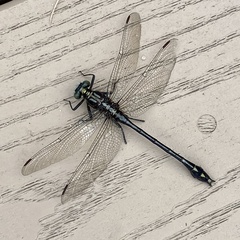 Dromogomphus spinosus