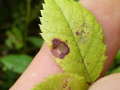 Diplocarpon rosae