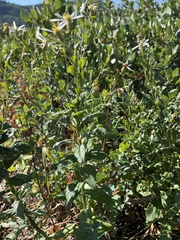 Eucephalus engelmannii