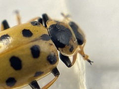 Hippodamia tredecimpunctata