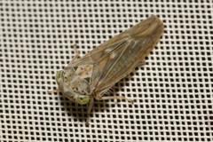 Idiocerus stigmaticalis
