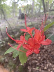 Rhododendron prunifolium
