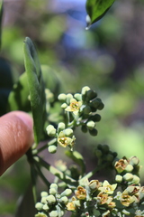 Santalum paniculatum