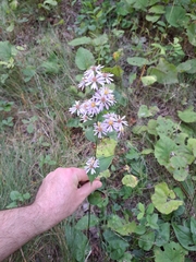 Symphyotrichum ciliolatum