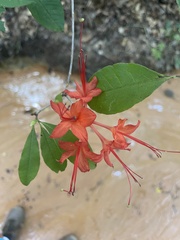 Rhododendron prunifolium