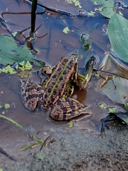 Pelophylax ridibundus