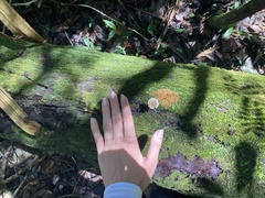 Lactocollybia