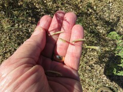 Bouteloua barbata barbata