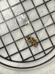 Hippodamia tredecimpunctata