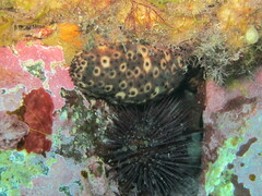 Holothuria sanctori