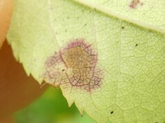 Diplocarpon rosae