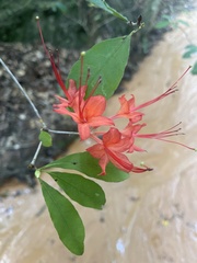 Rhododendron prunifolium