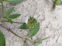 Richardia grandiflora