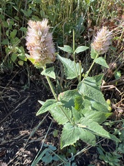 Agastache urticifolia