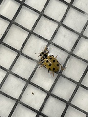 Hippodamia tredecimpunctata