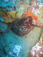 Holothuria sanctori