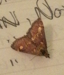 Pyrausta aurata