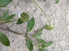 Richardia grandiflora