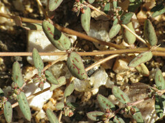 Euphorbia abramsiana