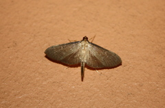 Bradina admixtalis