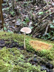 Lactocollybia