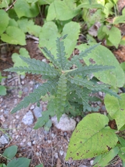 Comptonia peregrina