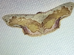 Leptostales angulata