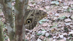 Caligo