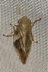 Aphrophora alni