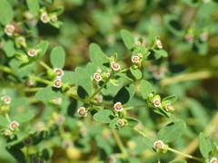 Euphorbia polycarpa