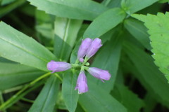 Physostegia
