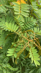 Senna hebecarpa