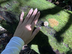 Lactocollybia
