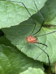 Leiobunum politum