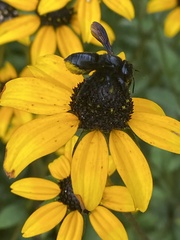 Megachile xylocopoides