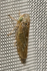 Idiocerus stigmaticalis